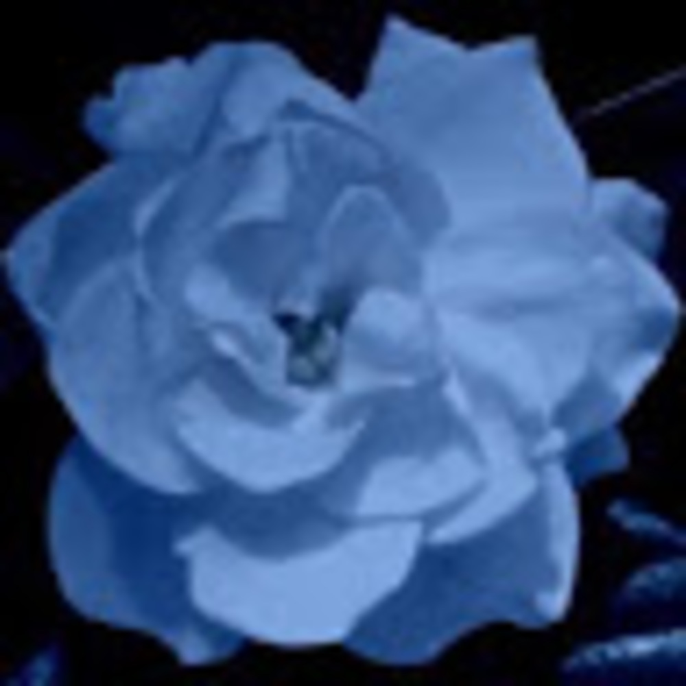 Meet your Posher, DanDe